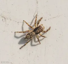 Gray Wall Jumping Spider thumbnail 2