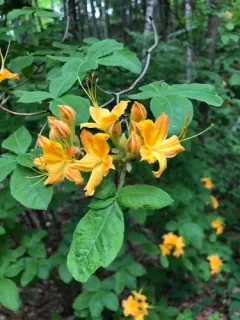 Flame Azalea thumbnail 2