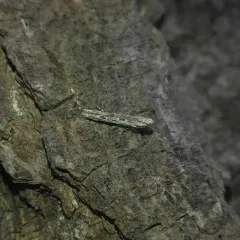 Poplar Cosmet thumbnail 3