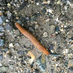 Western Dusky Slug thumbnail 4