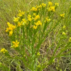 western goldenrod thumbnail 2