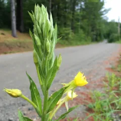 common evening-primrose thumbnail 3