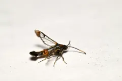 Northern Willow Clearwing Moth thumbnail 4