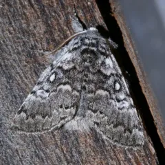 Close-banded Yellowhorn thumbnail 2