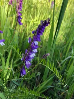 Fine-leaved Vetch thumbnail 2