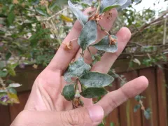 Arthrocladiella mougeotii thumbnail 2