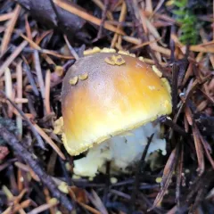 Western Yellow-veiled Amanita thumbnail 4