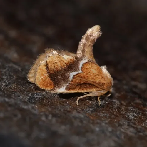 Yellow-shouldered Slug Moth