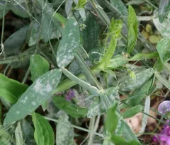 Pea Powdery Mildew thumbnail 3