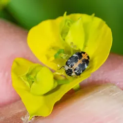 Common Carpet Beetle thumbnail 4