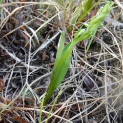 north wind bog orchid thumbnail 2