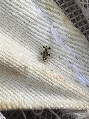 Willow Lace Bug