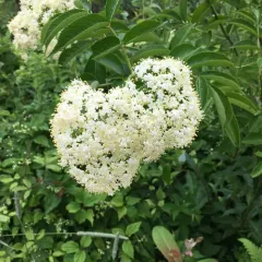 American black elderberry thumbnail 2