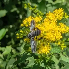 Trichopoda lanipes thumbnail 4