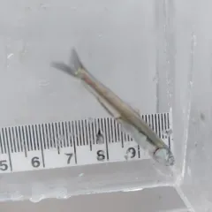 Northern Anchovy thumbnail 4