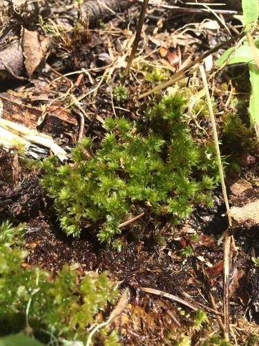 Canary Bryum Moss