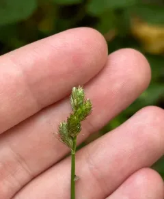 green-and-white sedge thumbnail 4