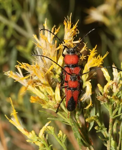 Red and Black Long-horned Beetle