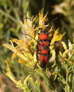 Red and Black Long-horned Beetle thumbnail 1