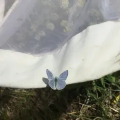 Blue Copper thumbnail 3