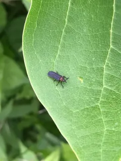 Chalepus bicolor thumbnail 1