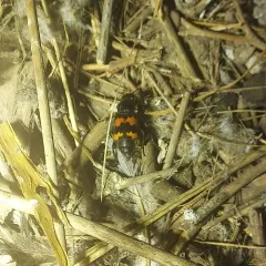 Margined Burying Beetle thumbnail 4