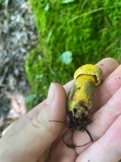 yellow bolete thumbnail 4