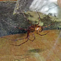 Pimoa altioculata thumbnail 4