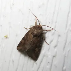 Thinker Moth thumbnail 4