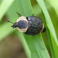 American Carrion Beetle thumbnail 3