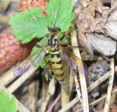 Callinicus pollenius