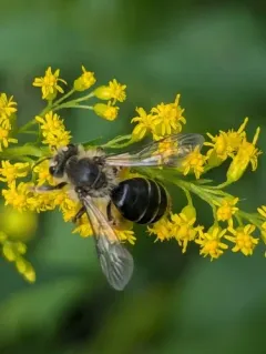 Andrena braccata thumbnail 4