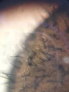 Podospora appendiculata thumbnail 1