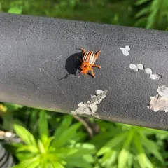 False Potato Beetle thumbnail 3