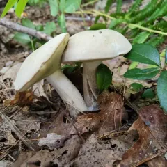 pallid bolete thumbnail 4