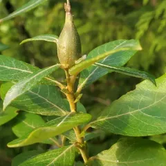 willow beaked-gall midge thumbnail 3