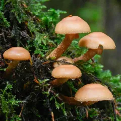 Sheathed Woodtuft thumbnail 4