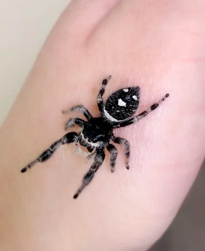 Regal Jumping Spider