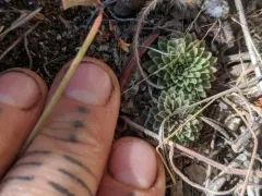 Idaho stonecrop thumbnail 2