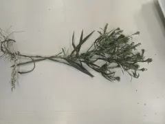Anticosti aster thumbnail 2