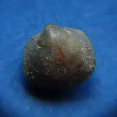 Lake Fingernailclam thumbnail 3