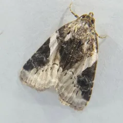 Pink-barred Pseudeustrotia Moth thumbnail 4