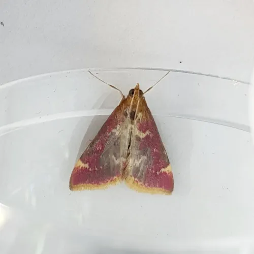 Raspberry Pyrausta Moth