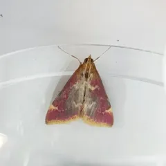 Raspberry Pyrausta Moth thumbnail 1
