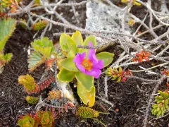 Wedge-leaf Primrose thumbnail 2