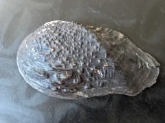 Pistolgrip thumbnail 1