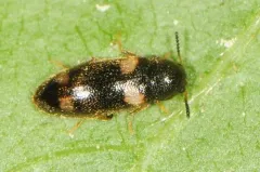 Spilotus quadripustulatus thumbnail 3