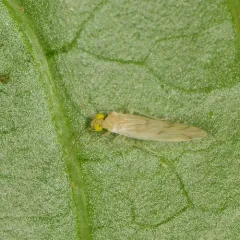 Xanthocaecilius sommermanae thumbnail 4