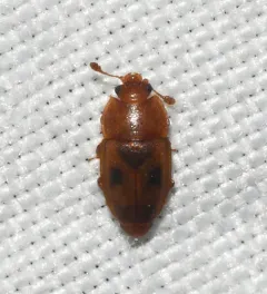 Epuraea corticina thumbnail 2