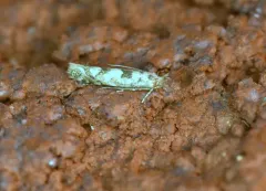 Balsam Poplar Leaf Blotch Miner thumbnail 3